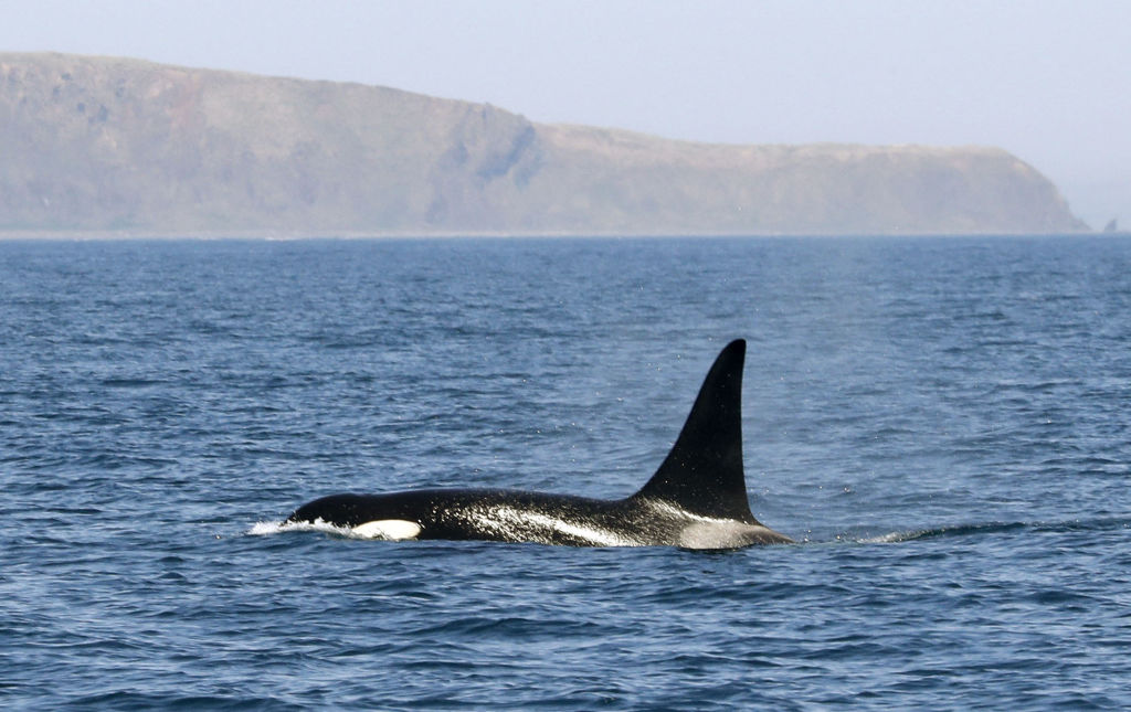 13 kardszárnyú delfin esett a jég fogságába, képtelenség őket kiszabadítani