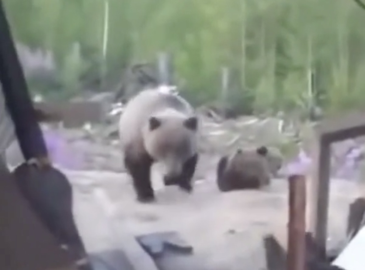 Videóra vette élete utolsó pillanatait három férfi, mielőtt végzett velük egy medve
