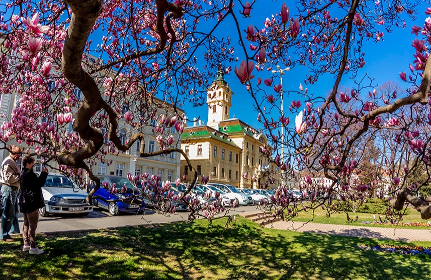 Virágzó Szeged: fehérbe, rózsaszínbe, lilába öltözött a Napfény városa tavaszra