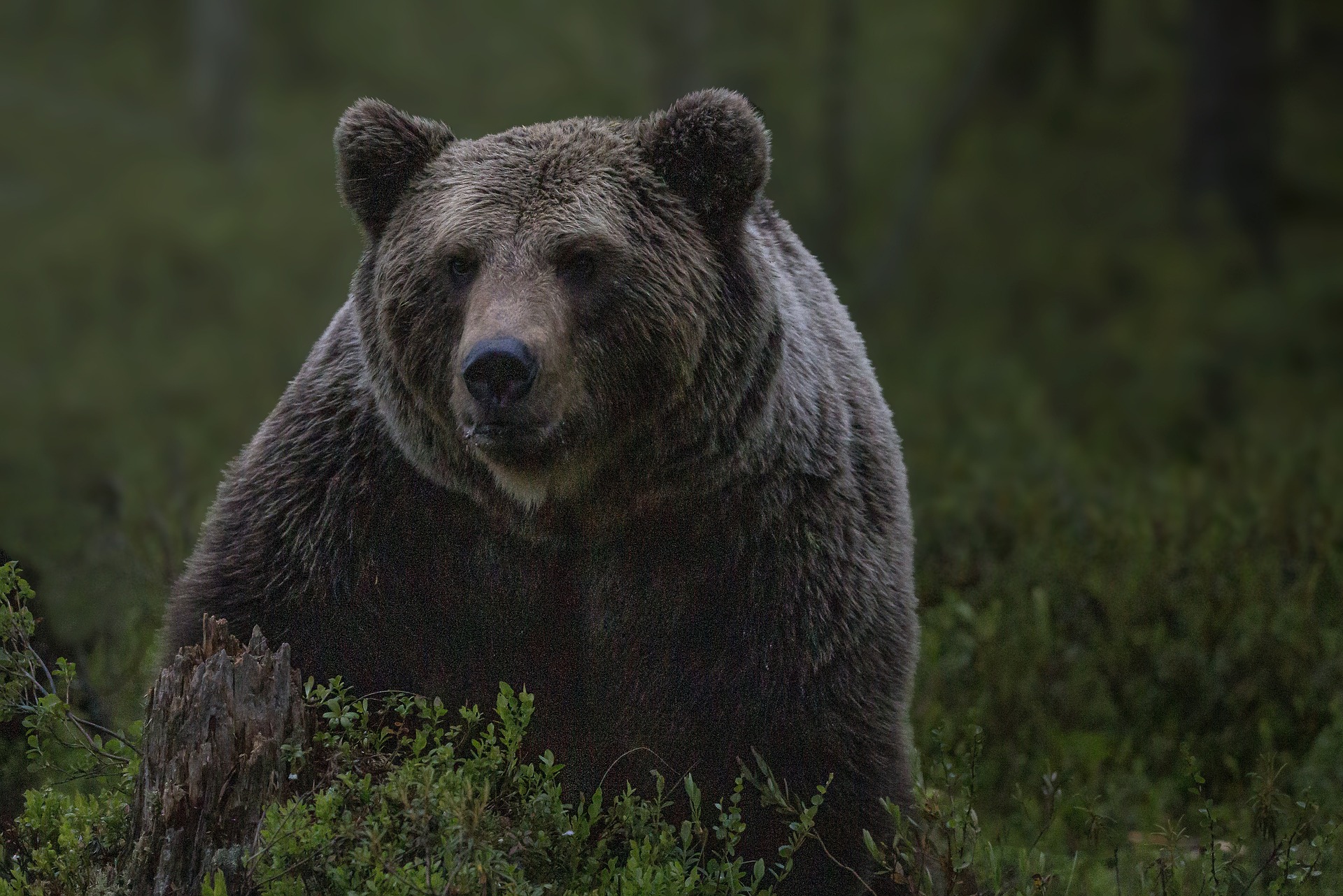 Újabb medvetámadás Szlovákiában: most egy kutyát sétáltató párra támadt a medve