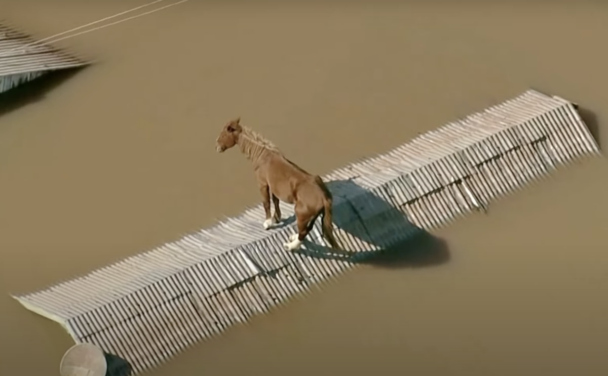 Háztetőn ragadt egy ló a brazíliai áradások során