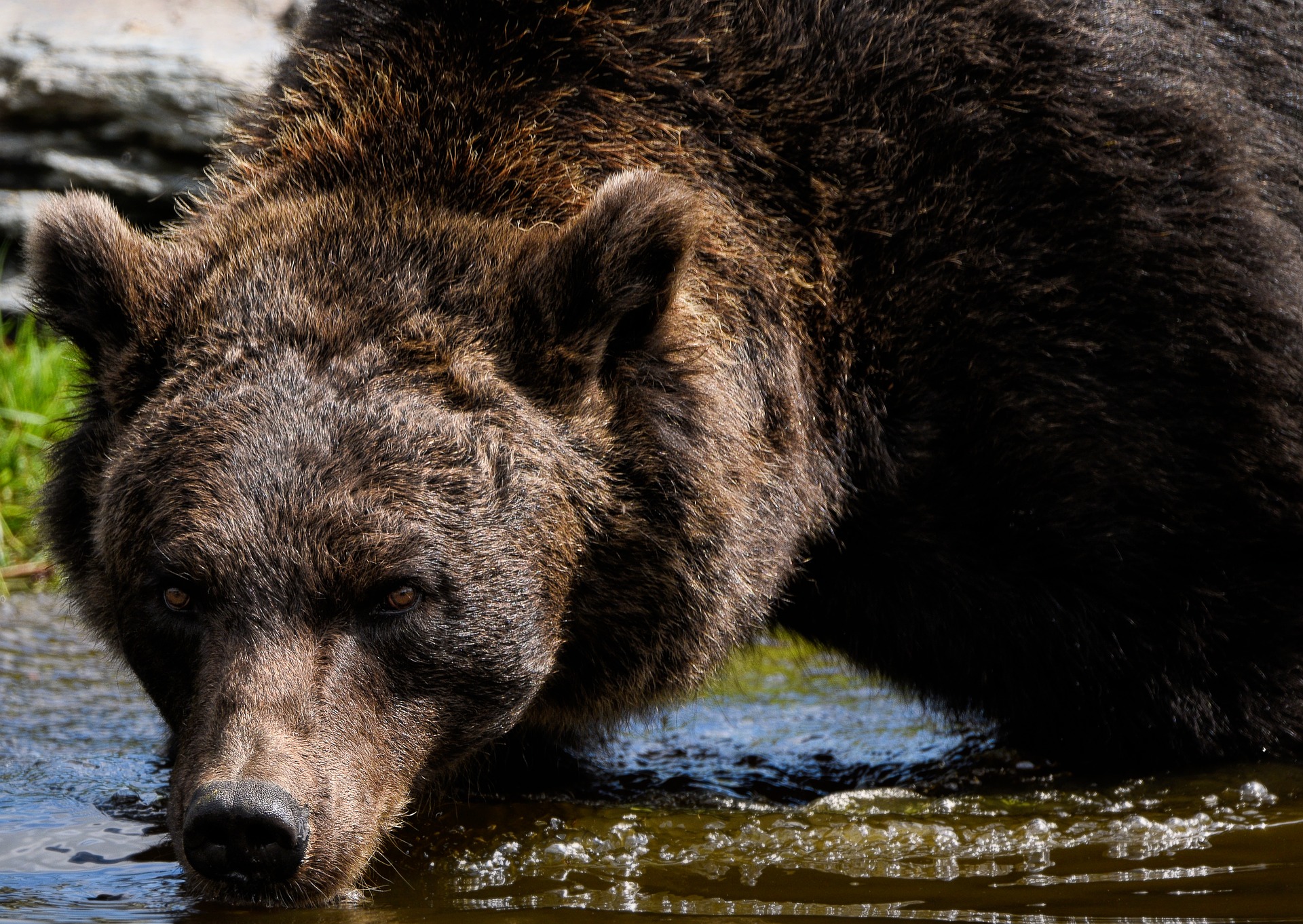 Egy hatalmas medve barangol a Bükkben – lehet, hogy nincs egyedül