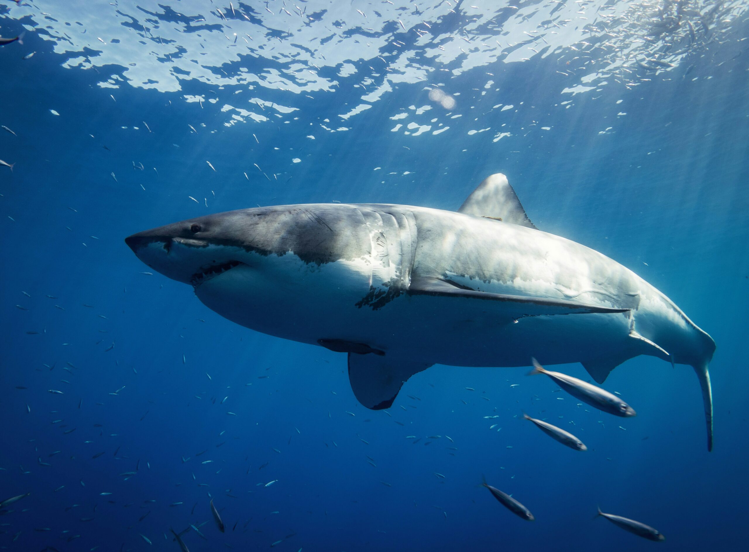 Elsőre azt hitte, hogy delfint lát – egyben nyelte le a cápa az ausztrál nőt