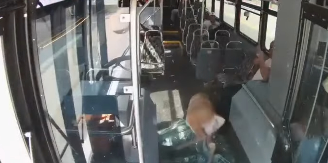 Horror a buszon! Videón, ahogy egy szarvas bezúzza az ablakot