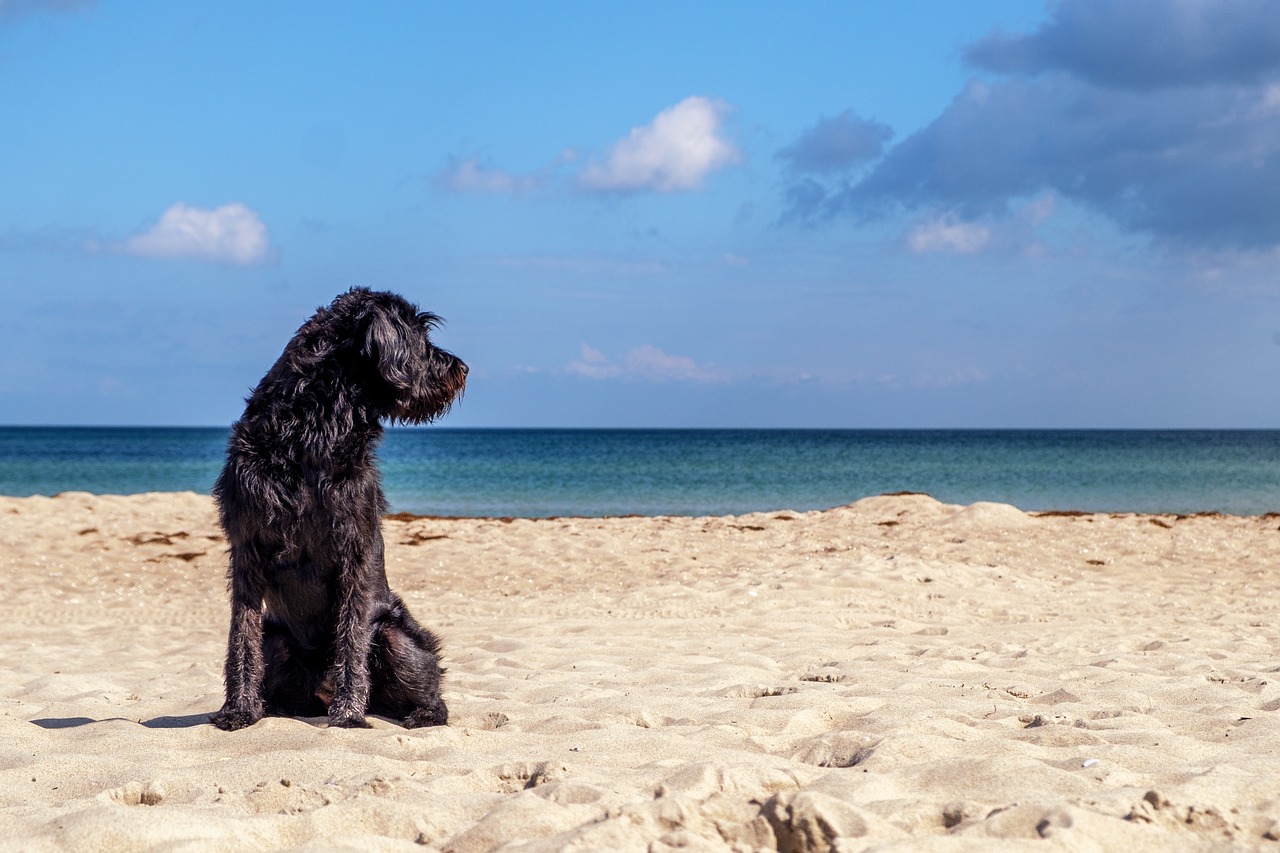 Kutyával strandolnál? Térképen mutatjuk, hova mehettek!