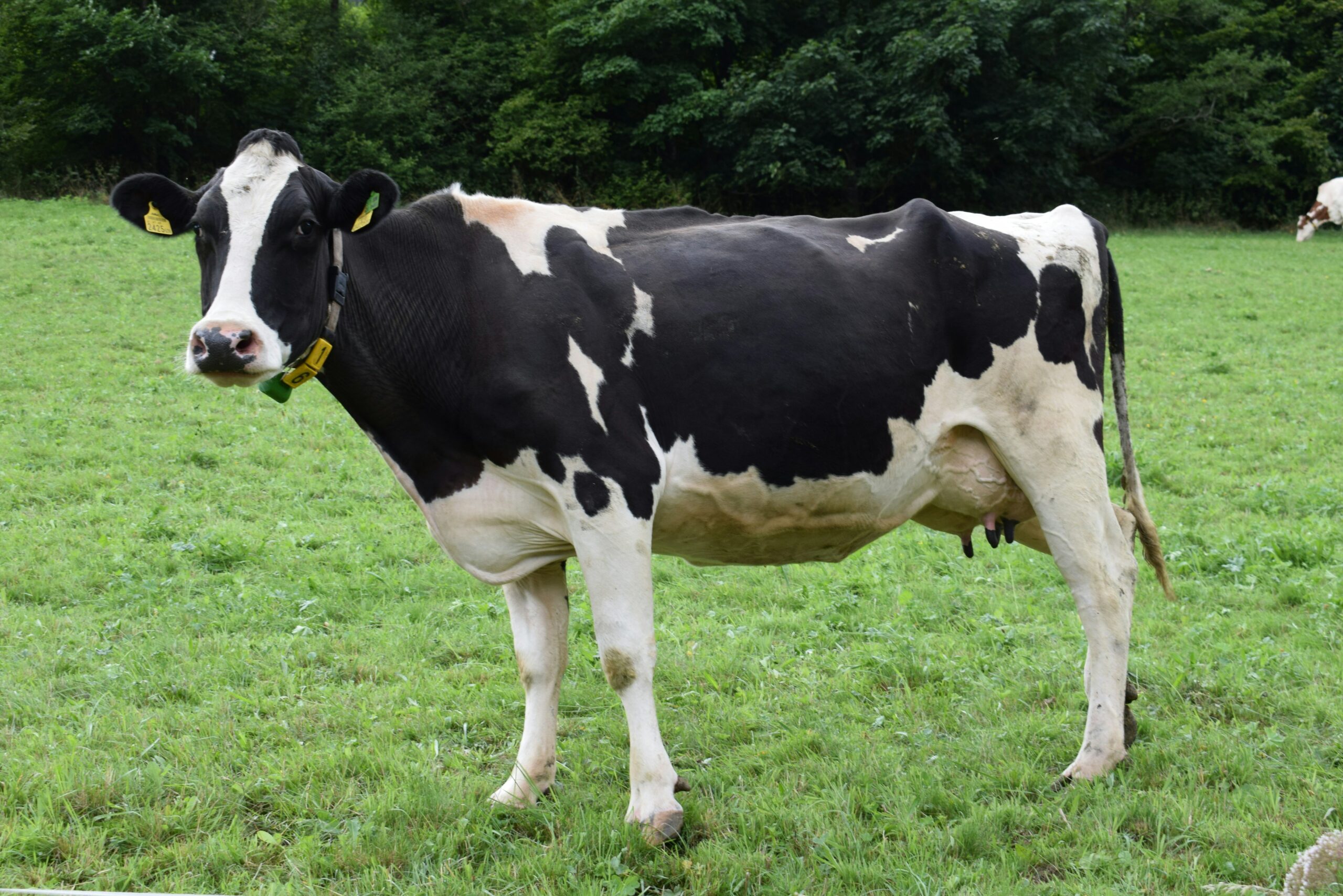 Ötven év után került elő a brit farmer Rolexe, amit megevett az egyik tehene