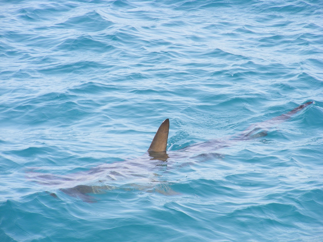 Ez a pár akkora cápákkal találkozott, mint a hajójuk, és még örültek is: „Hatalmasak voltak. Legalább 20-25 láb hosszúak lehettek”