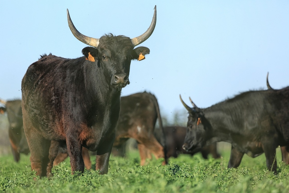 12 mázsás, megvadult bika végzett Józsi bácsival, vágóhídra küldték a gyilkos szarvasmarhát