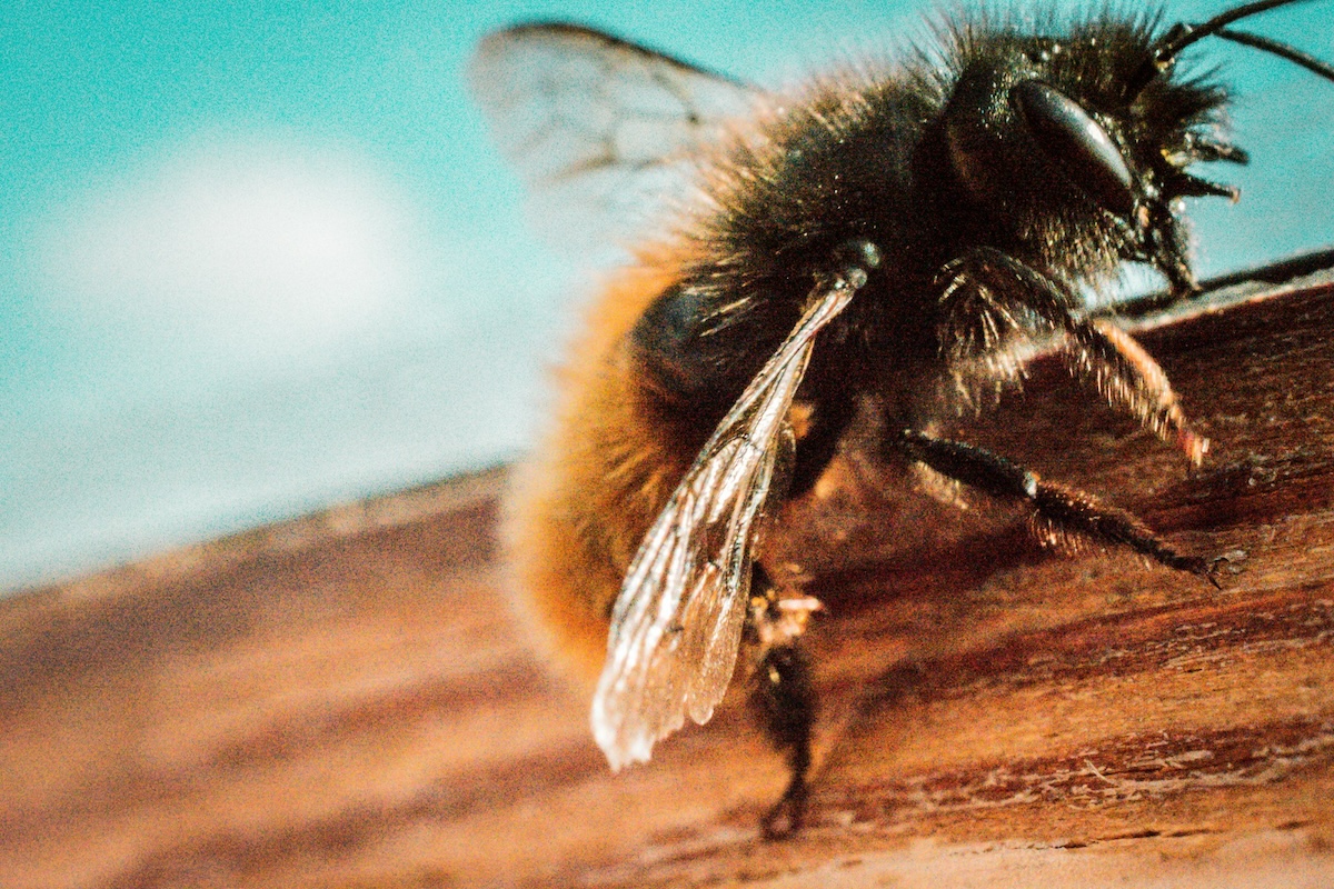 Amit nem akarsz látni: Szemgolyón csípett egy méh egy férfit, hónapokig tartott a felépülése