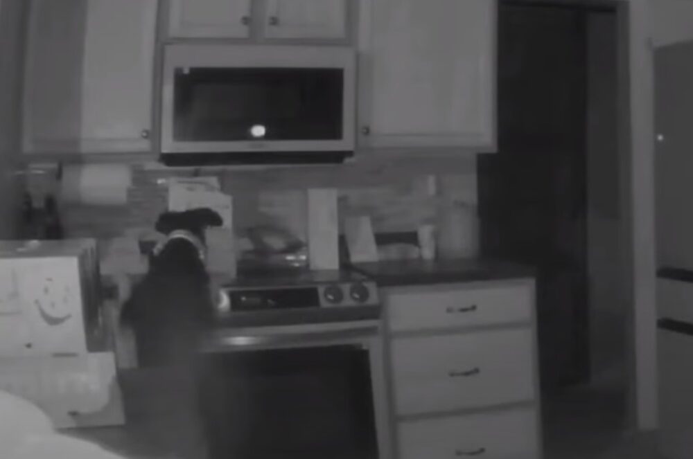 Videón, ahogy egy kíváncsi kutya bekapcsolja a tűzhelyet, és felgyújtja a lakást