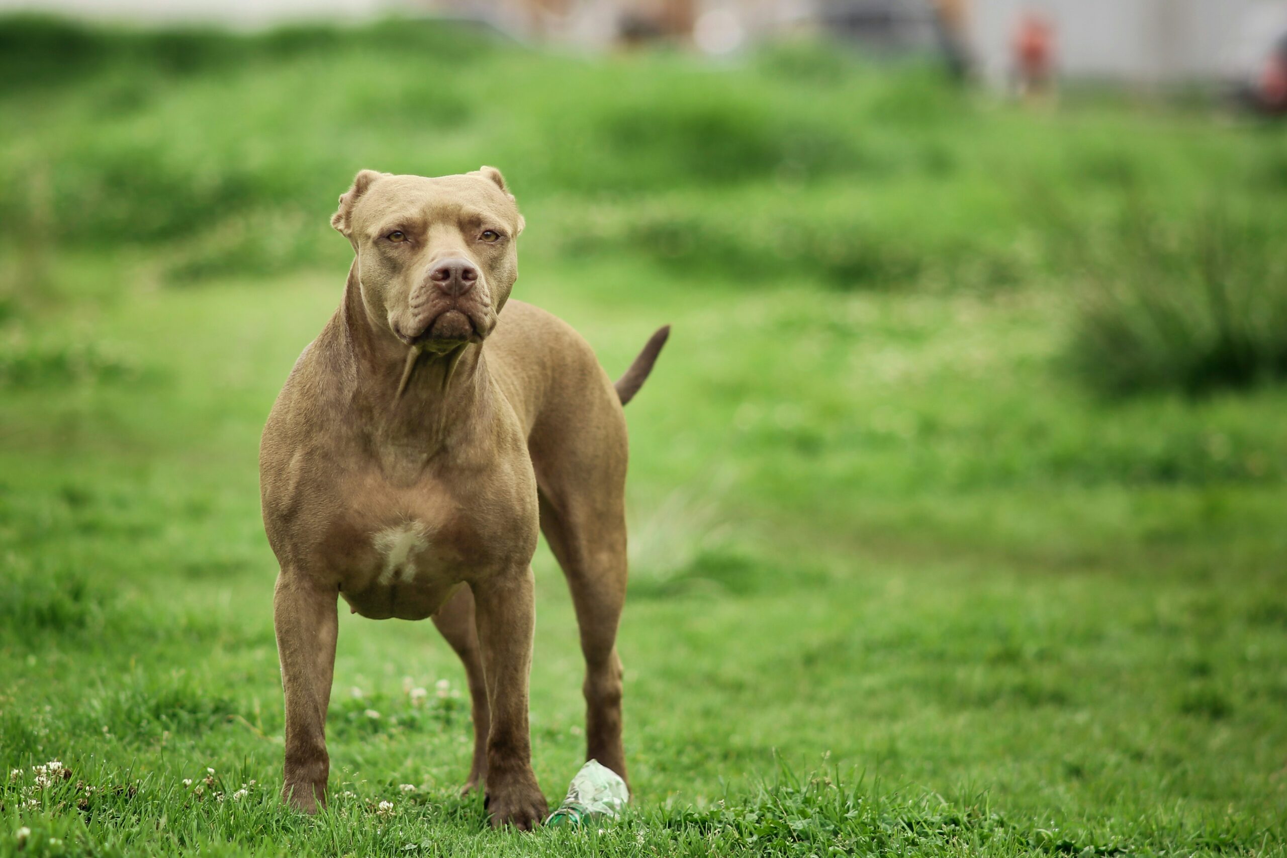 Tragédia: Kétéves kislányra támadt rá egy pitbull Rajkán, életveszélyes sérüléseket szenvedett