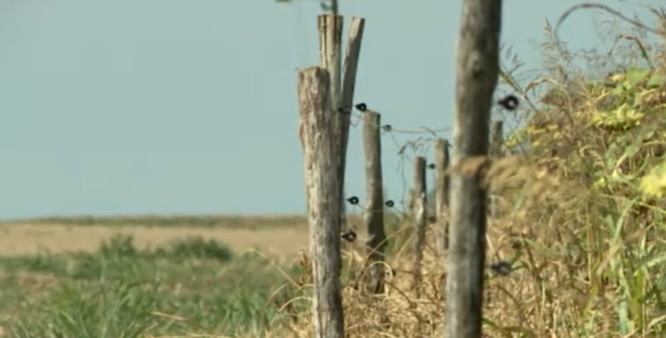 Órákig szenvedhettek, mielőtt elpusztultak - villanypásztorba gabalyodott újabb négy nagyértékű gímbika