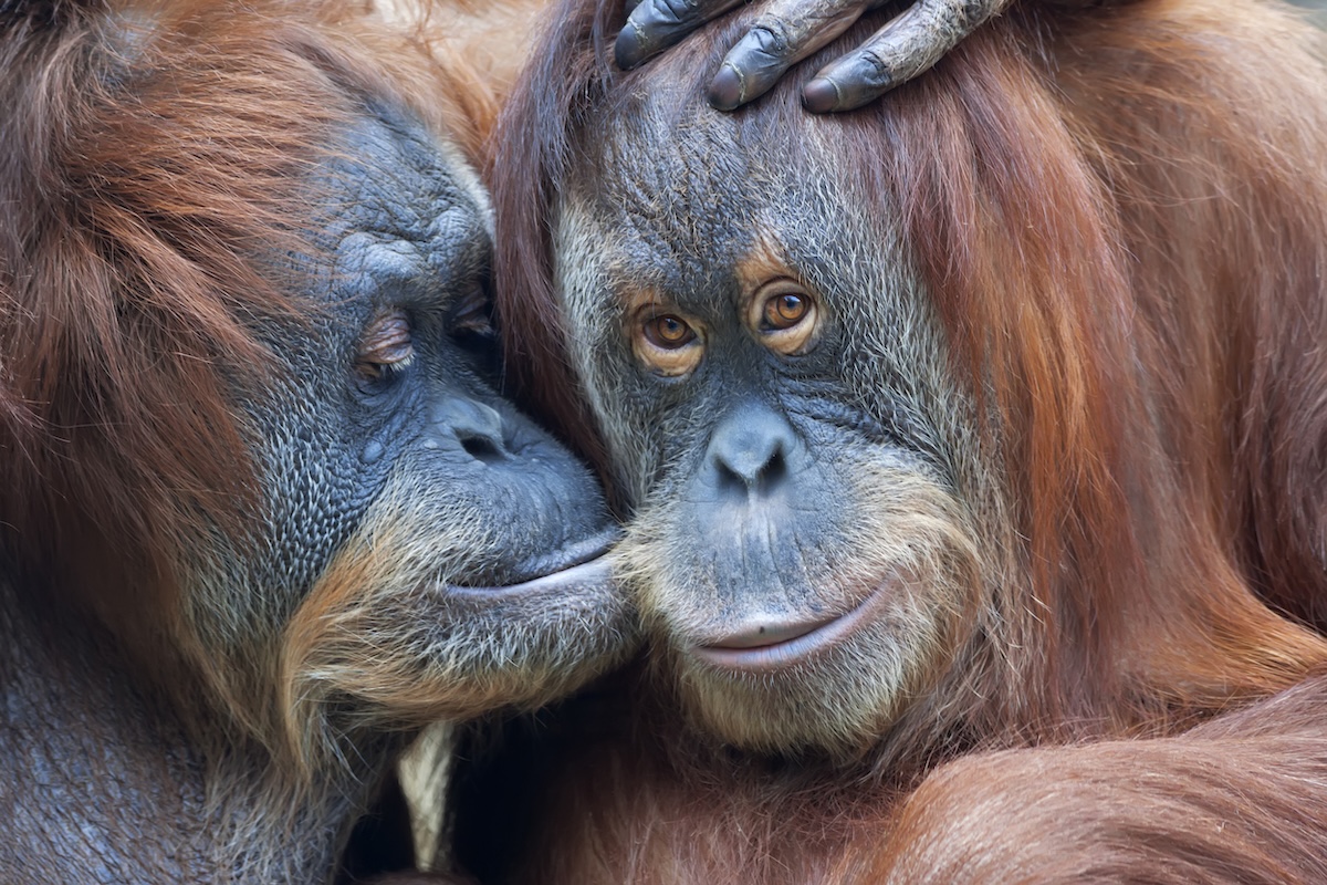 Két orangután is elpusztult nyáron a fővárosi állatkertben