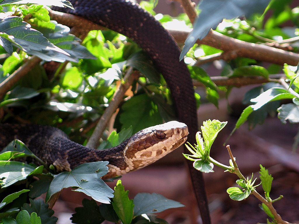 Megmarta a vipera a Tátrában túrázó Gábort