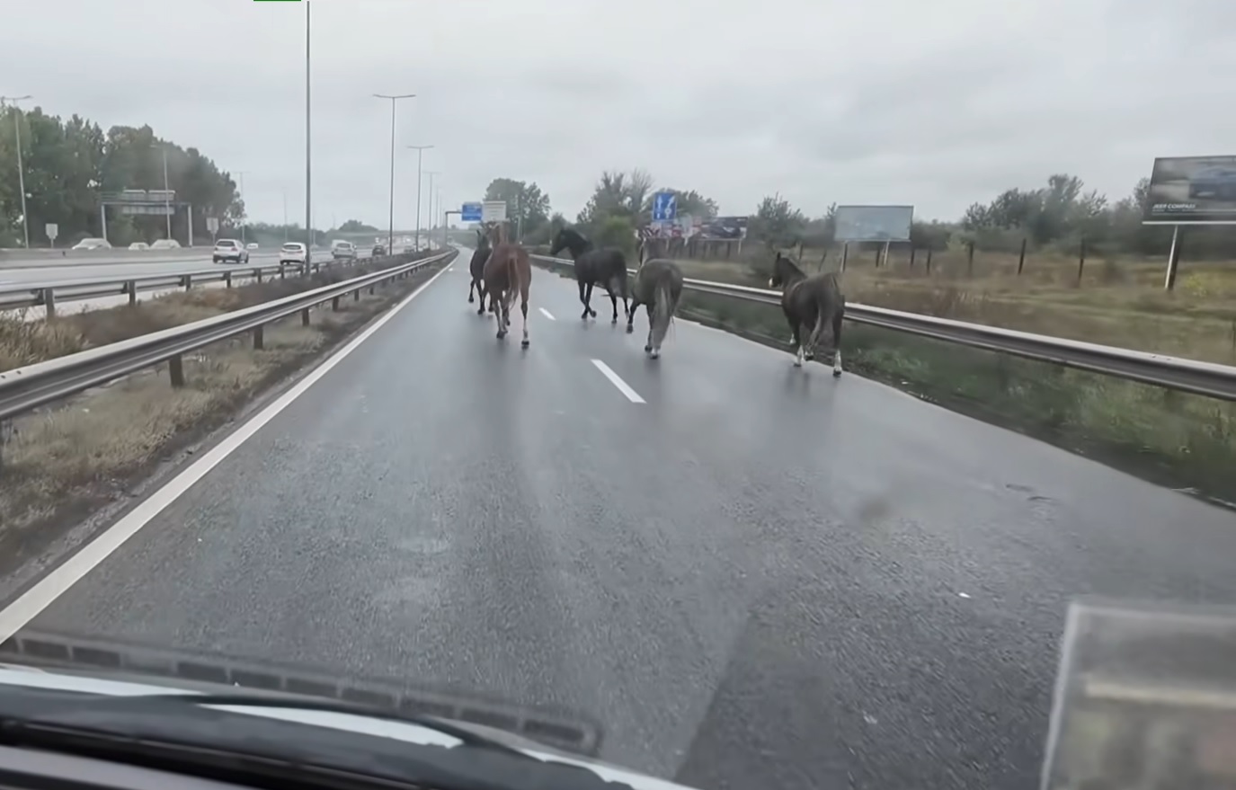 Videó: öt ló szabadult el az M5-ös autópályán, nem sokon múlt, hogy katasztrófa legyen – egy kamionos mentette meg a helyzetet